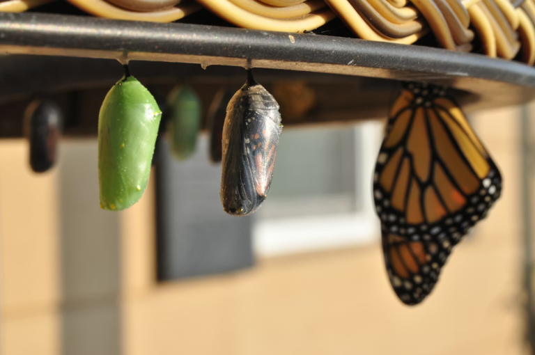 transformación